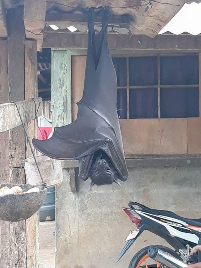 viral_kelelawar_berukuran_manusia_ini_fakta_yang_harus_anda_ketahui