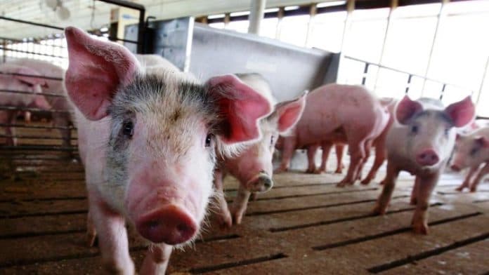 virus_asf_harga_daging_babi_turun_dan_peternak_lokal_di_siantar_menjerit