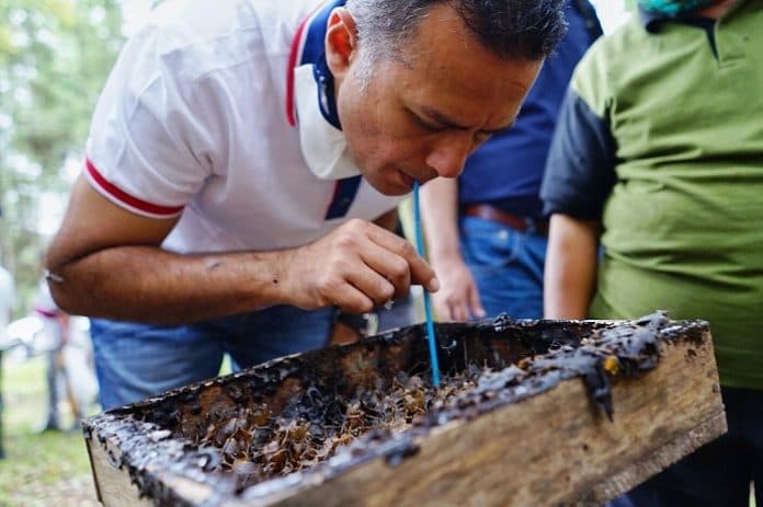 wagubsu_cicipi_sarang_lebah_dan_minum_madu_asli