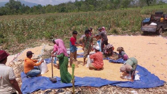 warga_huta_baru_tapsel_manfaatkan_lahan_tidur_jadi_kebun_jagung