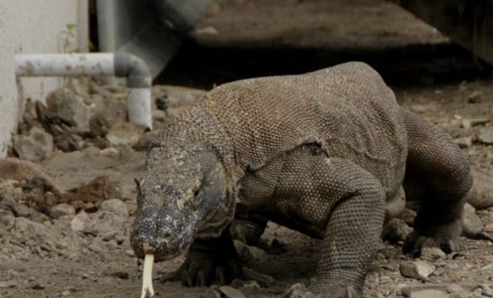 warga_lokal_labuan_bajo_kembali_digigit_komodo