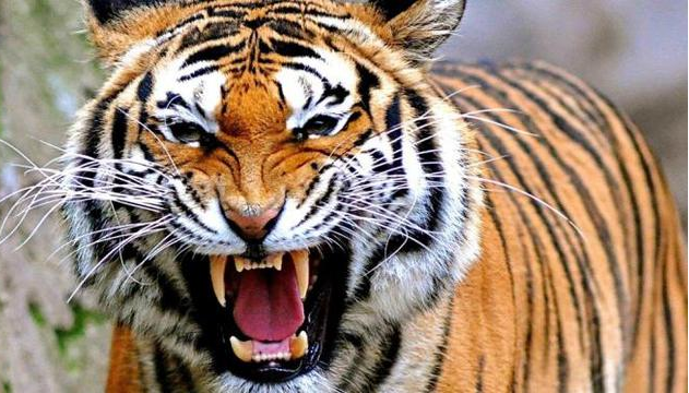 waspada_harimau_sumatera_berkeliaran_di_jalur_pendakian_sibayak