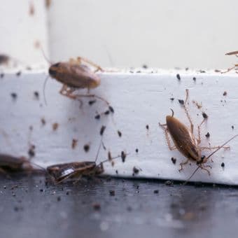 waspada_kecoak_muncul_di_dalam_rumah_ketahui_penyebabnya