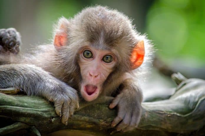 waspada_pandemi_baru_ilmuwan_temukan_virus_mirip_ebola_di_monyet_afrika