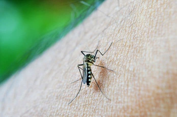 waspada_virus_mematikan_dari_nyamuk_belum_ada_vaksinnya