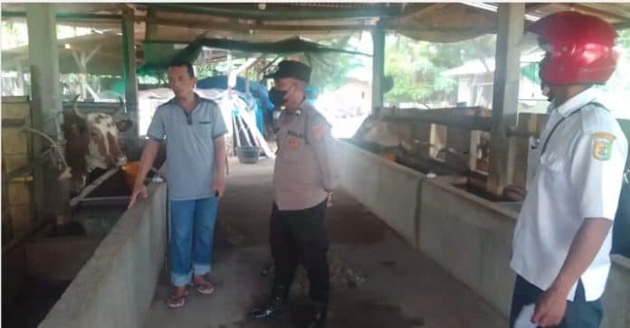 waspadai_penyakit_mulut_dan_kuku_hewan_polisi_edukasi_peternak_di_desa