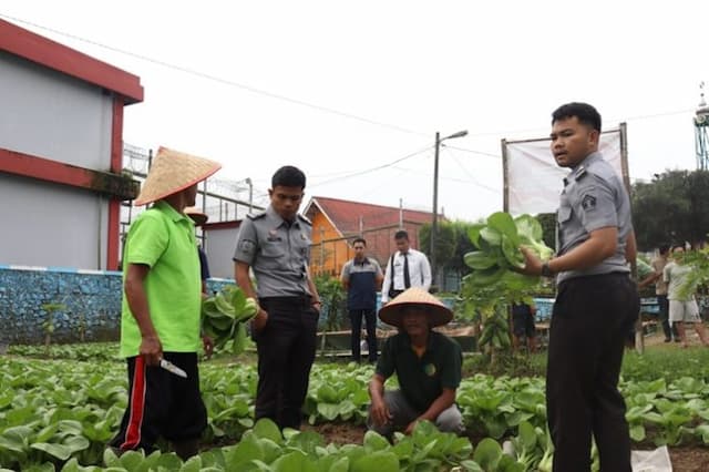 wbp_lapas_narkotika_pematangsiantar_panen_pakcoy_program_bina_mandiri
