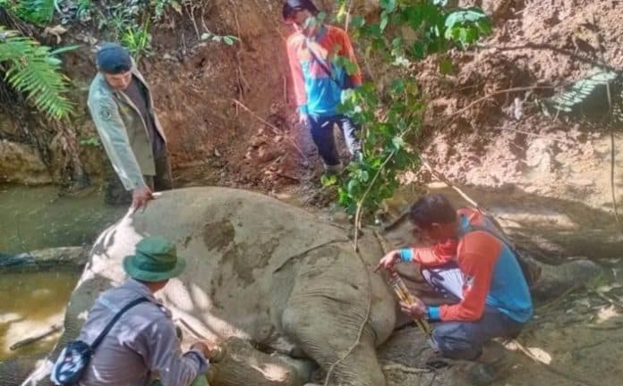 gajah_liar_mati_di_aceh_bksda_kakinya_yang_terluka_jatuh_ke_lumpur