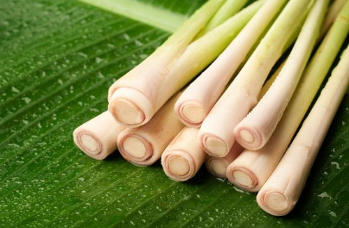 selain_bumbu_masakan_air_rebusan_serai_bermanfaat_bagi_kesehatan