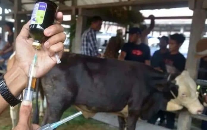 tahap_awal_ditjen_pkh_kementan_salurkan_124225_dosis_vaksinasi_pmk