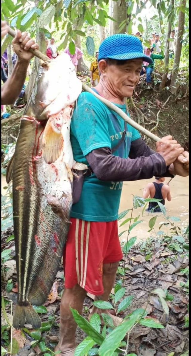 Ikan tapang paling berat yang berhasil ditangkap setara manusia. Beratnya 54 dan 56 kilogram. Foto: Dokumen Muhamad