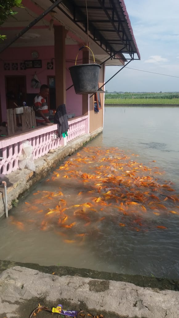 Salah satu kolam ikan mas Pak Sirongo-ringo di Perdagangan, Kecamatan Bandar, Kabupaten Simalungun.(f:mistar/syahrial)