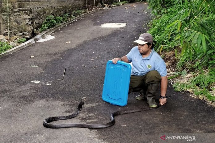Petugas Kebun Binatang Bandung mencontohkan cara penanganan ular kobra di Kebun Binatang Bandung, Jalan Tamansari, Kota Bandung, Senin (17/12/2019). (ANTARA/Bagus Ahmad Rizaldi)