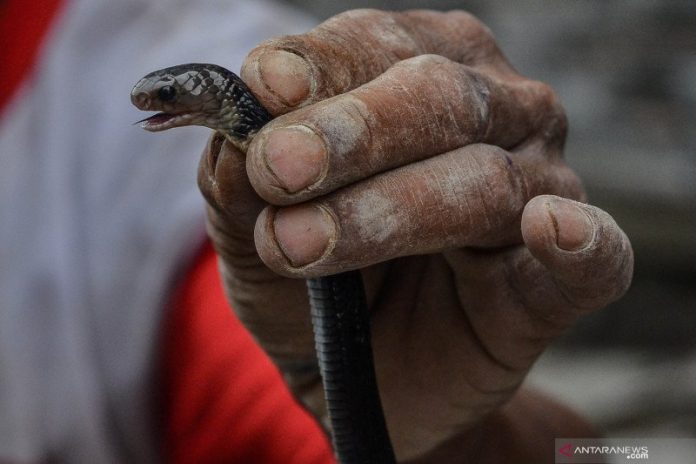 Warga menangkap ular sendok jawa atau kobra jawa (Naja sputatrix). (Foto ANTARA FOTO/Adeng Bustomi/hp).