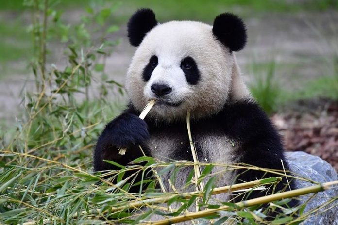Seekor panda raksasa terlihat tengah makan di Taman Pelestarian dan Penelitian Panda Raksasa Jiawuhai yang baru dibuka di Wilayah Jiuzhaigou, Provinsi Sichuan, China barat daya, pada 7 November 2019. (Xinhua/Li Mengxin)