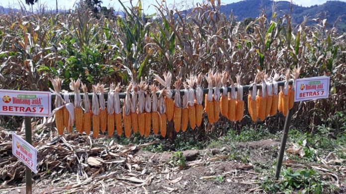 Hasil panen jagung dari bibit Betras 7 dipamerkan dihadapan peserta louncing (6/12/19), di Desa Keriahen Kecamatan Juhar.