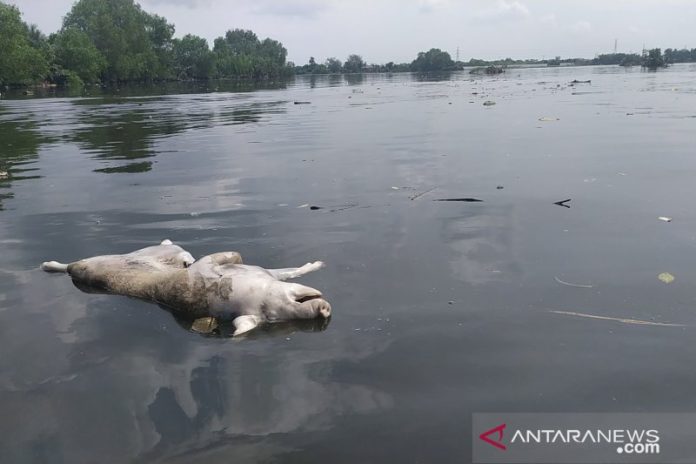 Bangkai babi ditemukan Danau Siombak, Kota Medan. ANTARA/Nur Aprilliana Br Sitorus