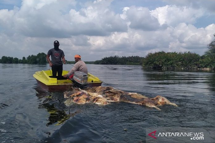 Bangkai babi ditemukan di Danau Siombak, Kota Medan, Sumatera Utara. (ANTARA/Nur Aprilliana Br Sitorus