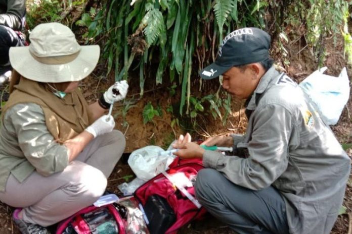 Petugas BBKSDA Sumatera Utara merawat beruang madu 