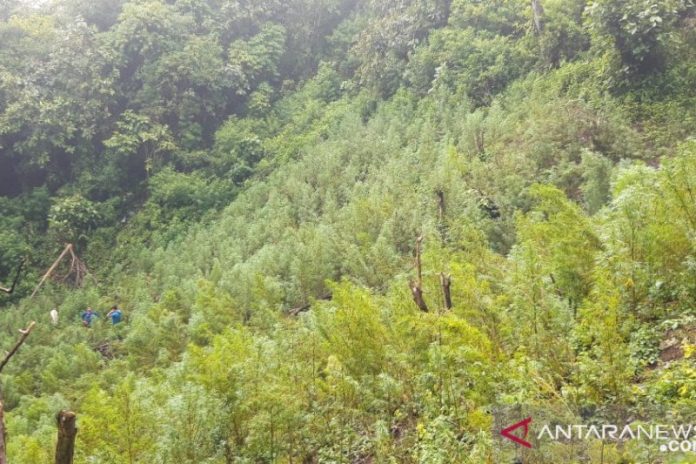 Lima hektare lahan ganja dimusnahkan di Desa Pardomuan Kecamatan Panyabungan Timur, Madina. (f:antara/mistar)