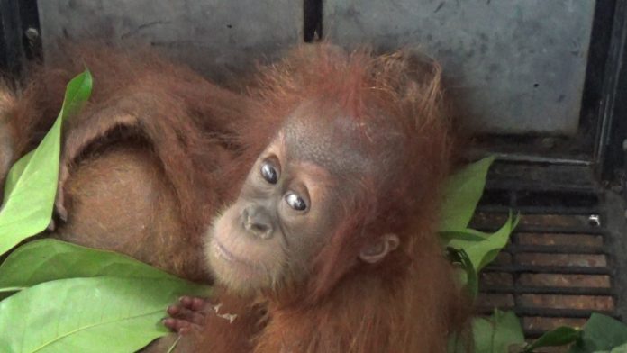 Dua bayi orangutan diamankan petugas BBTNGL dari salah satu rumah warga di Kecamatan Bahorok, Kabupaten Langkat. (mistar/ daniel pekuwali)