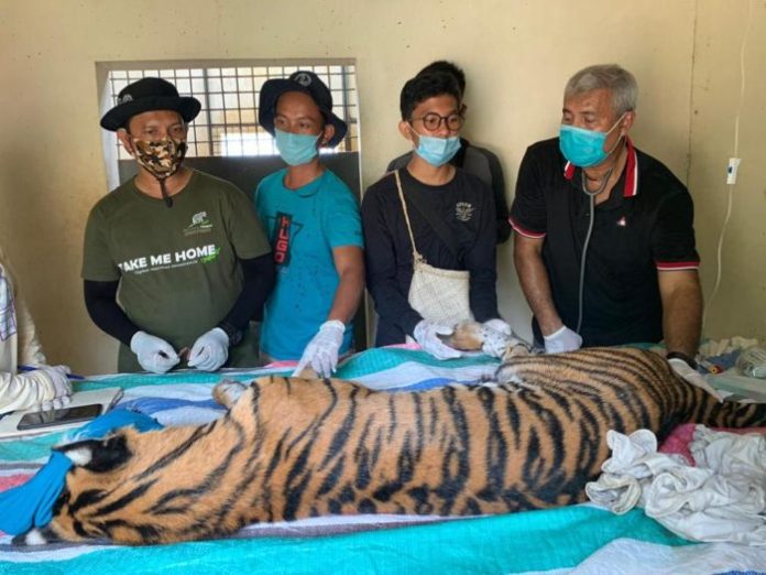 seekor Harimau Sumatera yang ditangkap petugas