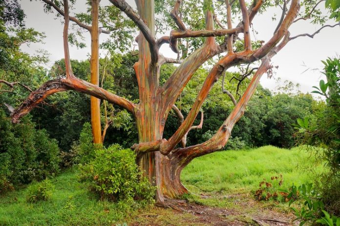 Pohon kayu putih atau eucalyptus paling dikenal