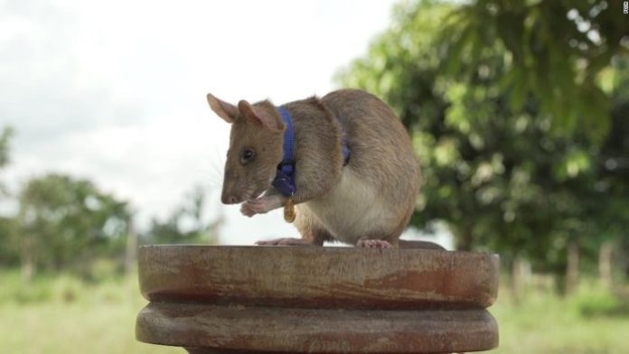 seekor tikus berkantong raksasa Afrika dianugerahi medali emas
