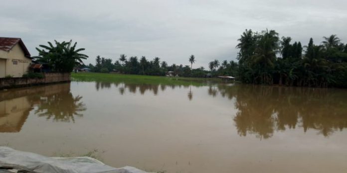 Dampak Banjir Sergai, Ribuan Hektar Lahan Pertanian Terendam Air
