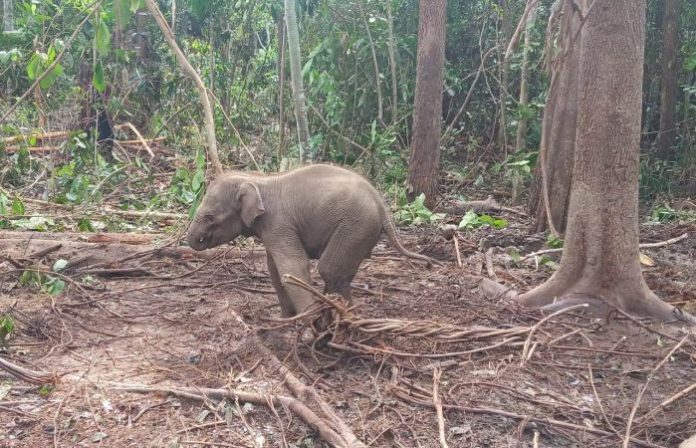 Terjebak, Anak Gajah Dievakuasi dari Kubangan Lumpur di Aceh