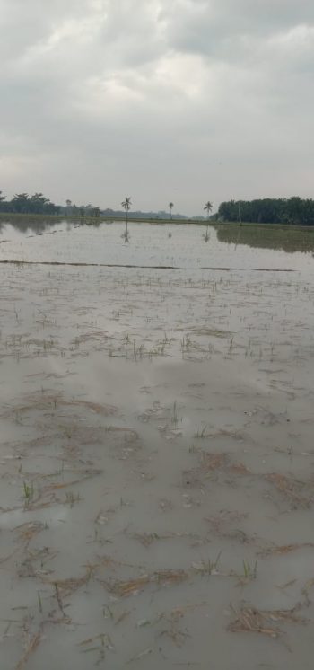 30 Ha Tanaman Padi di Sei Balai Terancam Gagal Panen Akibat Terendam Banjir