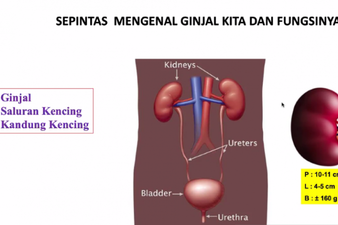 Tangkapan layar presentasi Ketua Umum Perhimpunan Nefrologi Indonesia (PERNEFRI), dr. Aida Lydia mengenai ginjal (ANTARA/Lia Wanadriani Santosa)