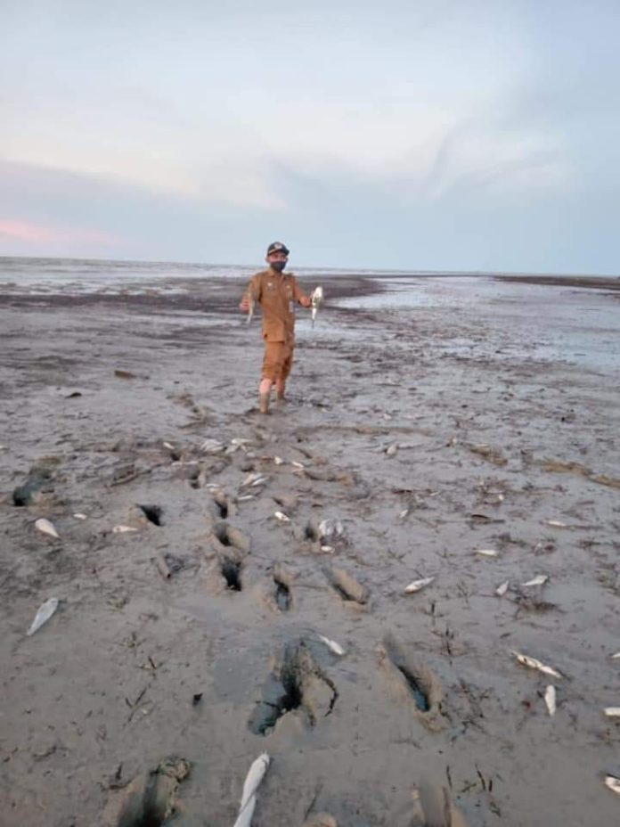 Plt Kadis Lingkungan Hidup Kebersihan dan Pertamanan (LHKP) Kabupaten Batu Bara Azhar  turun ke TKP melihat dan menyaksikan ribuan ekor ikan mati di perairan Kuala Indah, Selasa (20/4/2021) menjelang Magrib.(f:mistar/ist)