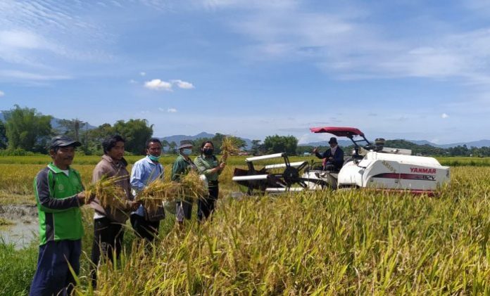 Terapkan Pola Tanam Jarwo, Hasil Panen Padi di Desa Lumban Manurung Toba Melimpah