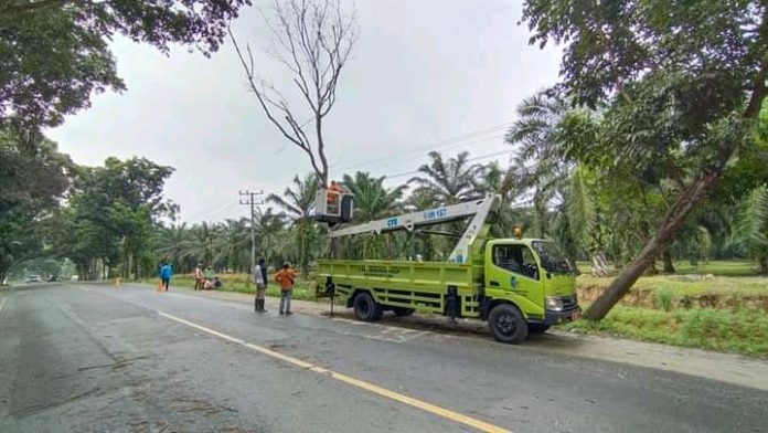 Hari Libur, Dinas LHKP Batu Bara Teruskan Penataan Pohon Pelindung Jalan