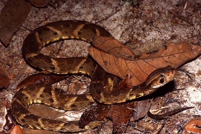 Bisa ular Bothrops atrox bisa menjadi lem (Andreas Schlüter/Wikimedia Commons