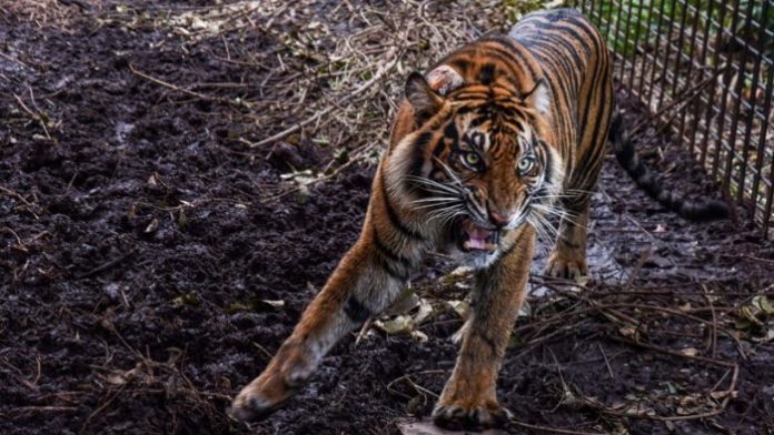 Petugas Taman Safari Tewas Diterkam Harimau