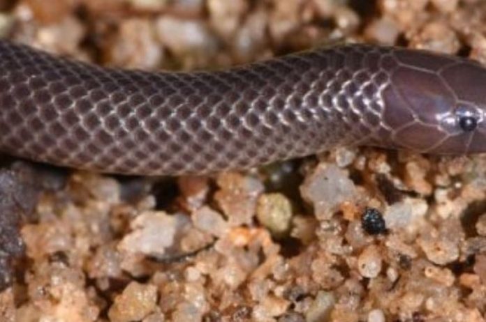 Spesies ular terbaru yang ditemukan di Afrika. (Mark-Oliver Roedel via Science Alert)
