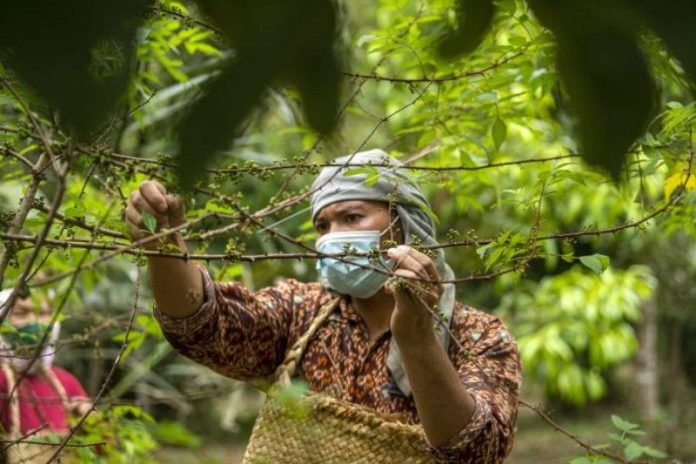 Petani memetik buah andaliman di kawasan perkebunan Desa PS Lumban Julu, Kabupaten toba, Sumatera Utara (ANTARA FOTO)