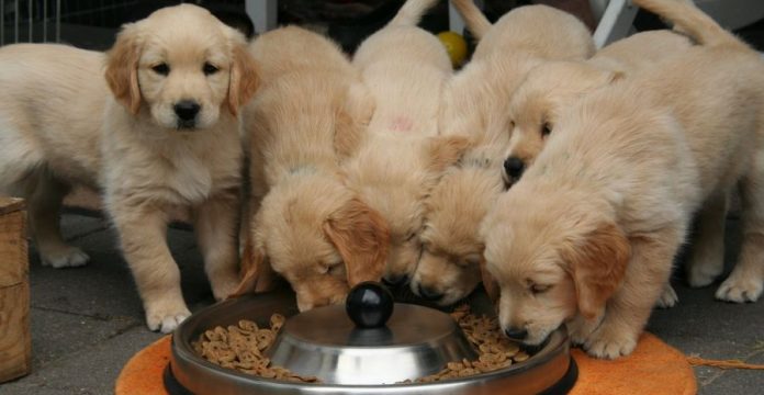 Ini Bahan Baku Makanan Anjing Agar Nutrisinya Terpenuhi