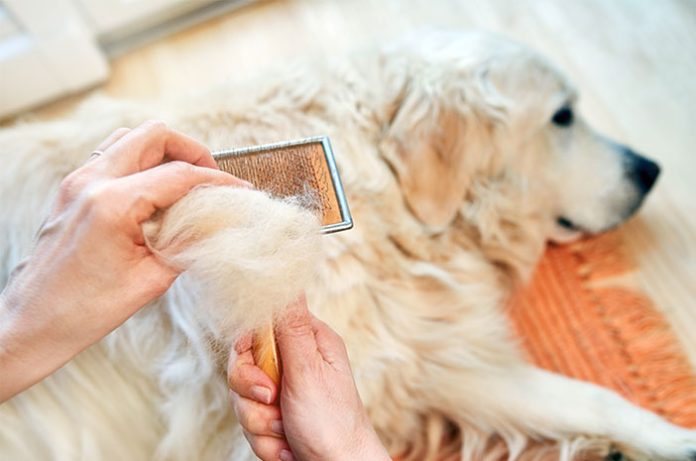 4 Cara Efektif Mengatasi Bulu Anjing yang Rontok