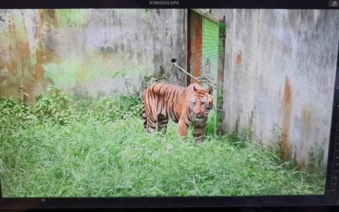 Ini Respon Bobby Terkait Viralnya Harimau Kurus di Kebun Binatang Medan