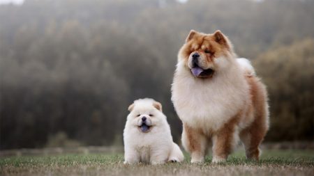 Kenali 5 Fakta Menarik Mengenai Anjing Chow-Chow