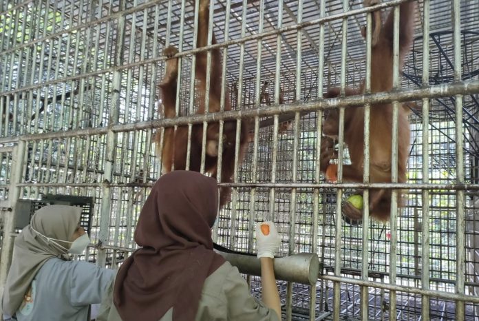 BKSDA Sumut Kirim 5 Individu Orangutan ke Jambi untuk Dilepasliarkan