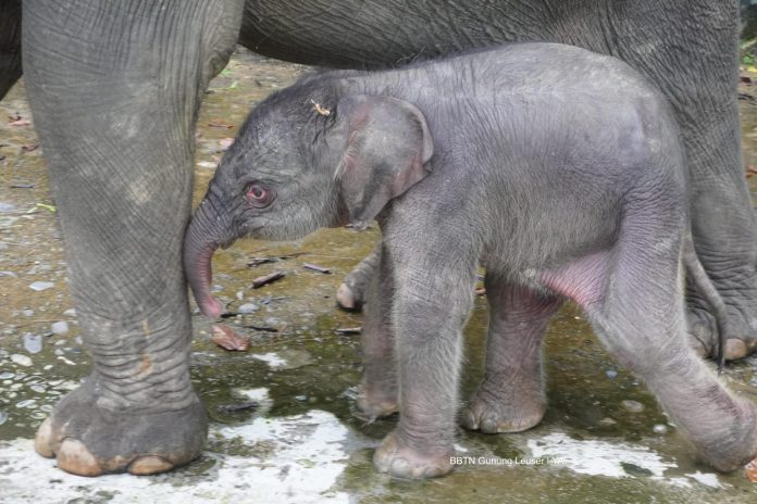 Anak Gajah Sumatera Lahir di PLSK Tangkahan