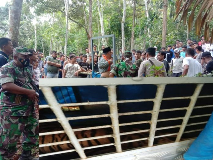 Harimau Sumatera yang Resahkan Warga Palas Akhirnya Tertangkap