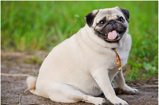 Diet yang Tepat untuk Anjing yang Mengalami Obesitas