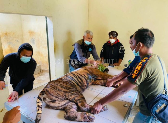 Terluka, Harimau yang Masuk Kandang Jebak di Palas Ditangani Medis