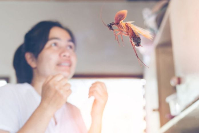 Tips Bikin Rumah Bebas dari Serangga