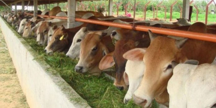 Kabar Pembagian Lembu Tak Sesuai Kesepakatan, Ketua Kelompok Ternak: Siapa yang Bilang?